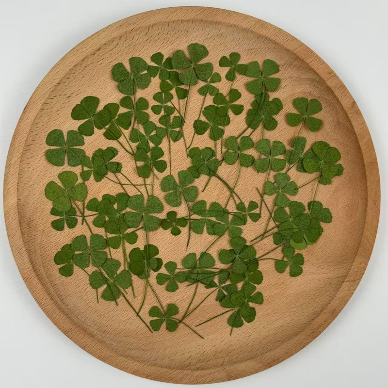 Dried Pressed Flowers Four Leaf Clover