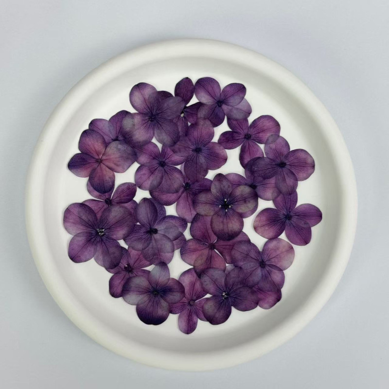 Dried Pressed Flowers Hydrangea