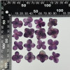 Dried Pressed Flowers Hydrangea