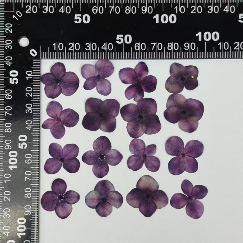 Dried Pressed Flowers Hydrangea