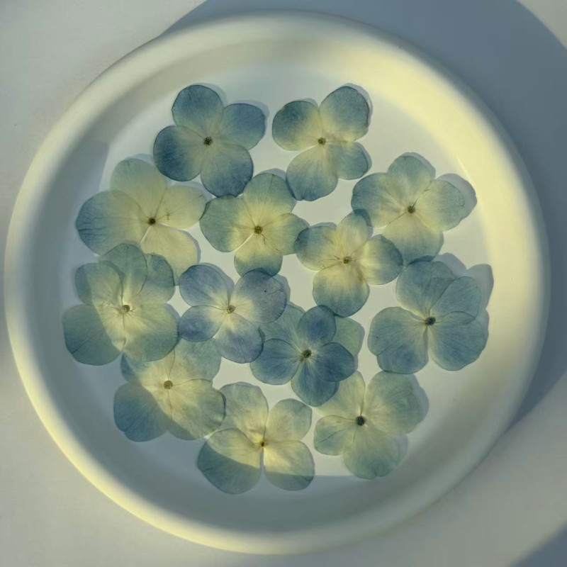 Dried Pressed Flowers Hydrangea