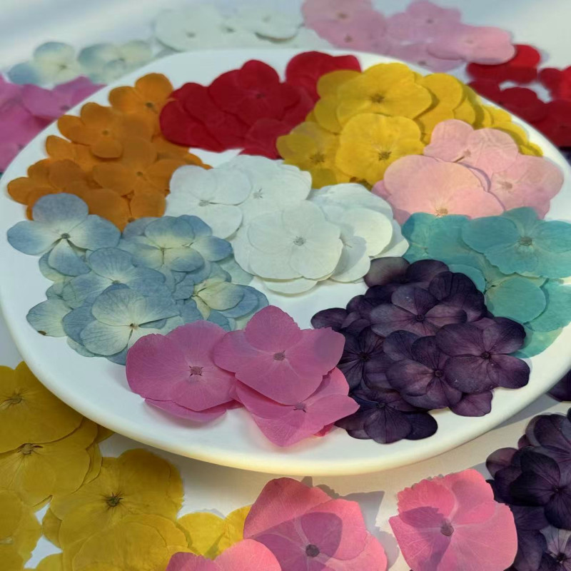 Dried Pressed Flowers Hydrangea