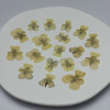 Dried Pressed Flowers Viola Tricolor