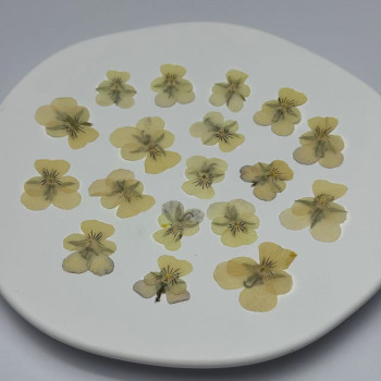 Dried Pressed Flowers Viola Tricolor