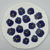 Dried Pressed Flowers Viola Tricolor