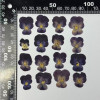 Dried Pressed Flowers Viola Tricolor
