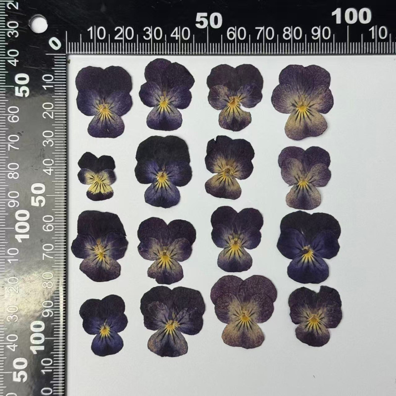Dried Pressed Flowers Viola Tricolor
