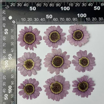Dried Pressed Flowers Light Purple Margaret