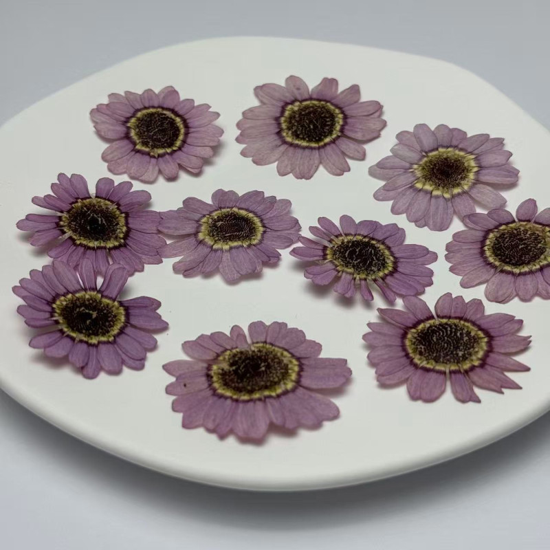 Dried Pressed Flowers Light Purple Margaret
