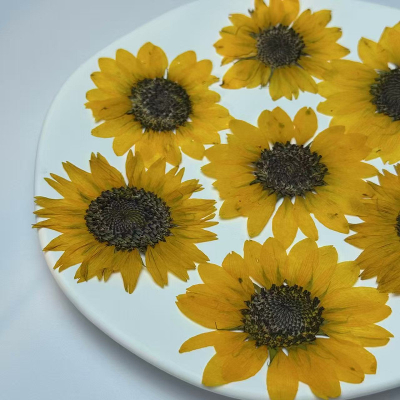 Dried Pressed Flowers Sunflower