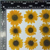 Dried Pressed Flowers Sunflower
