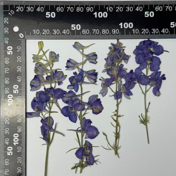 Dried Pressed Flowers Larkspur with Stem