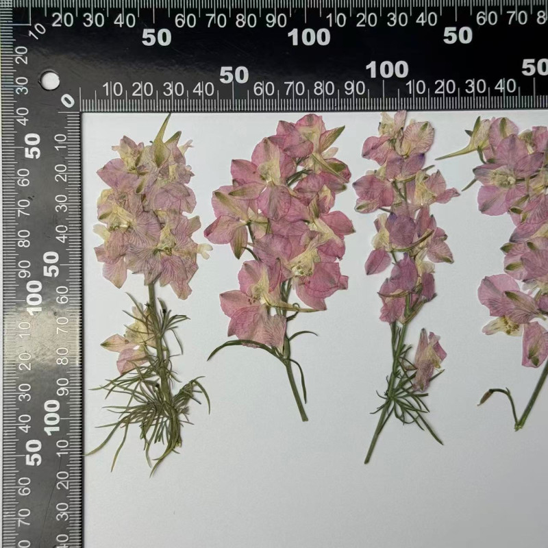 Dried Pressed Flowers Larkspur with Stem