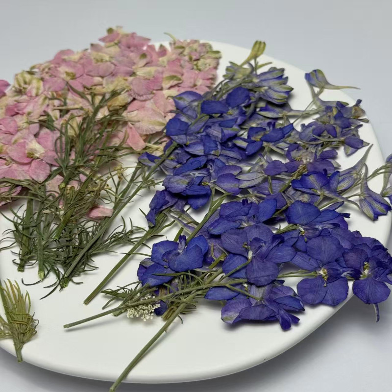 Dried Pressed Flowers Larkspur with Stem