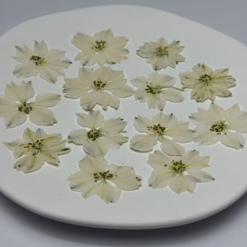Dried Pressed Flowers Larkspur