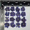 Dried Pressed Flowers Larkspur