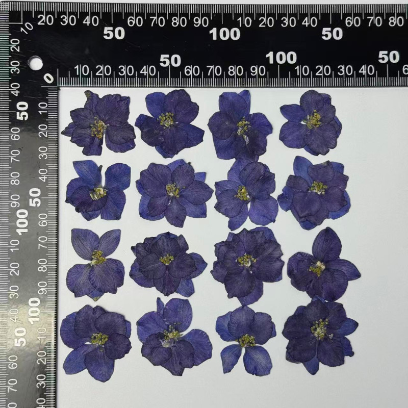 Dried Pressed Flowers Larkspur