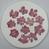 Dried Pressed Flowers Larkspur