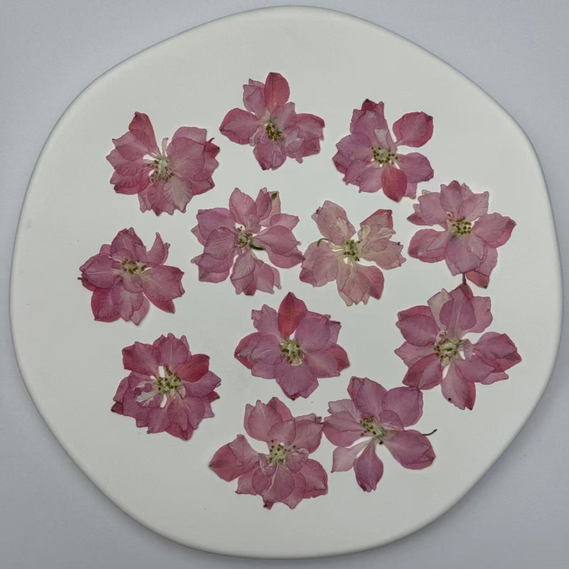 Dried Pressed Flowers Larkspur