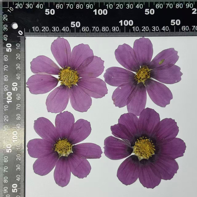 Dried Pressed Flowers Purple Cosmos