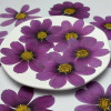 Dried Pressed Flowers Purple Cosmos