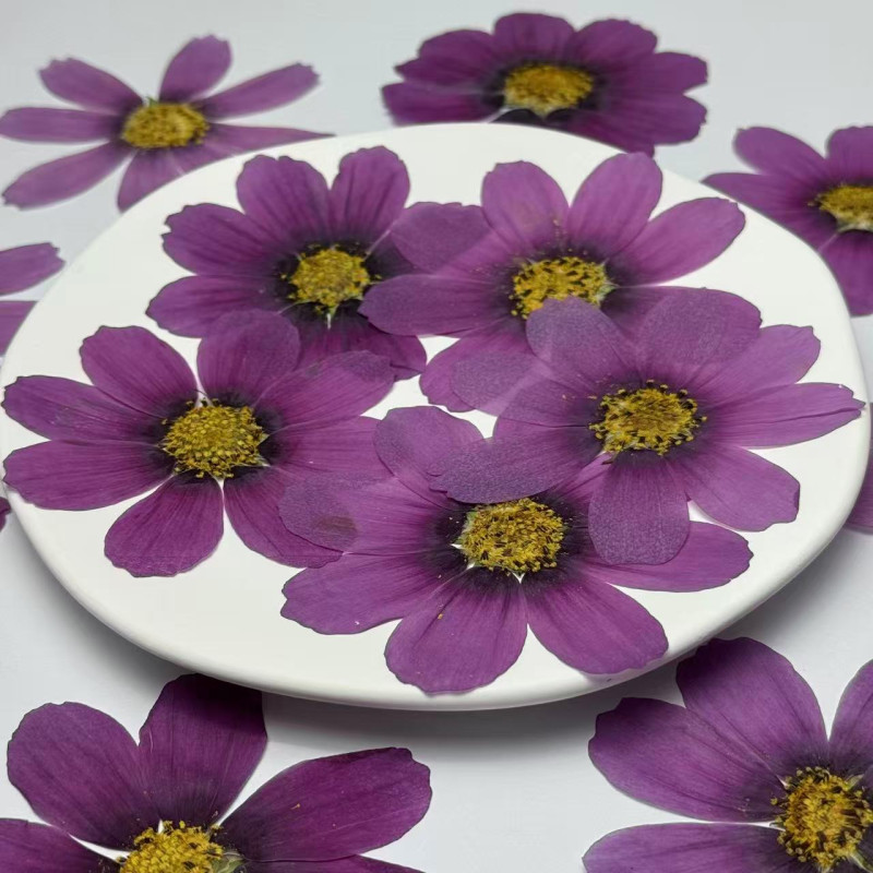 Dried Pressed Flowers Purple Cosmos