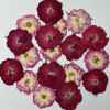 Dried Pressed Flowers Mini Rose