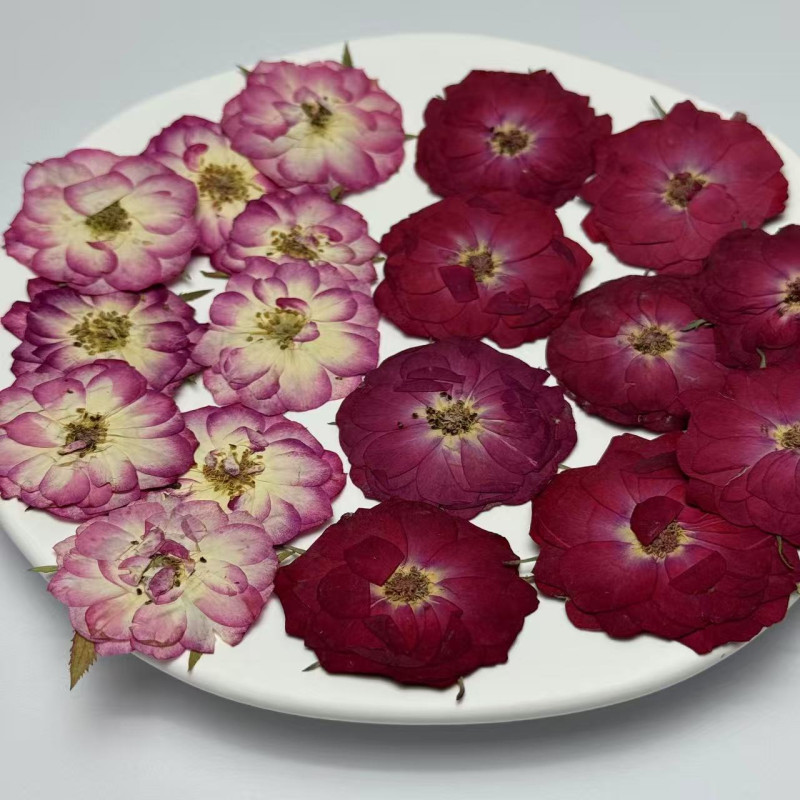 Dried Pressed Flowers Mini Rose