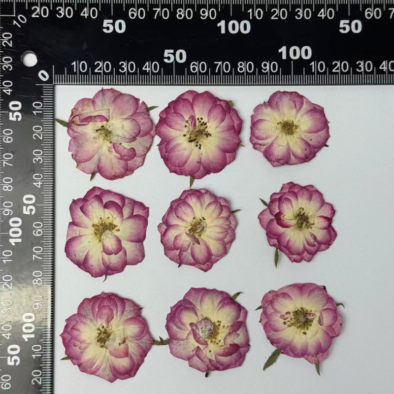 Dried Pressed Flowers Mini Rose