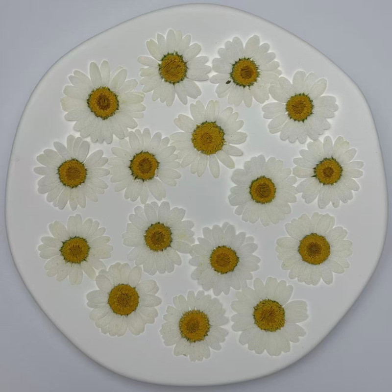 Dried Pressed Flowers Daisy