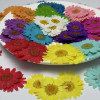 Dried Pressed Flowers Daisy