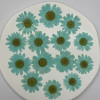 Dried Pressed Flowers Daisy