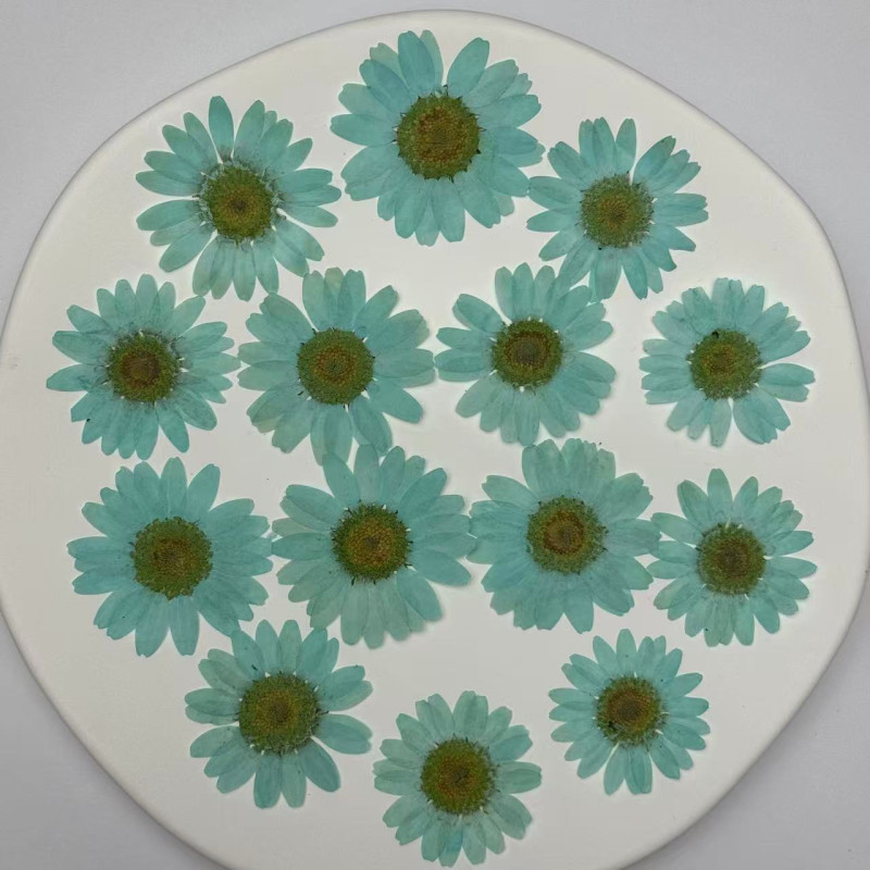 Dried Pressed Flowers Daisy