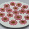 Dried Pressed Flowers Daisy