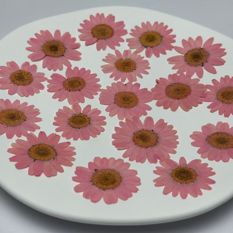 Dried Pressed Flowers Daisy
