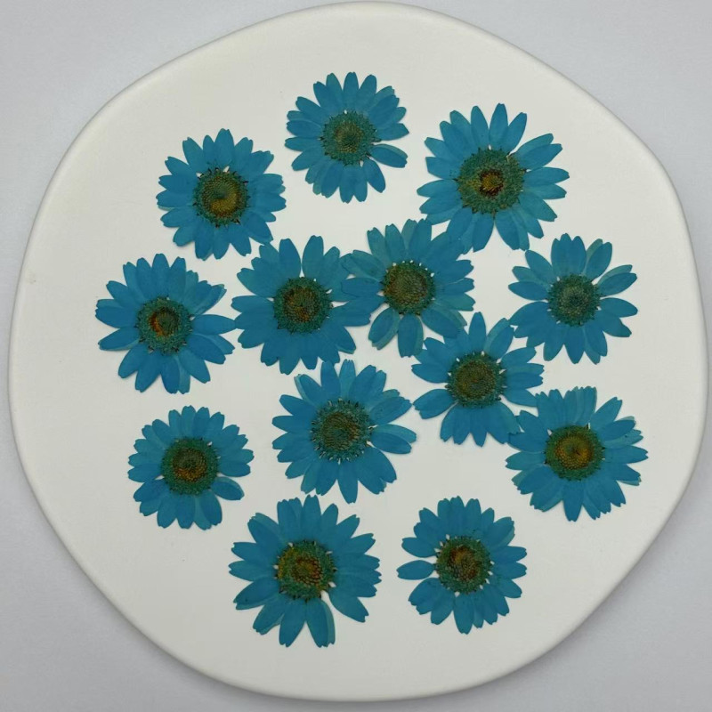 Dried Pressed Flowers Daisy