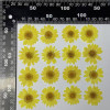 Dried Pressed Flowers Daisy