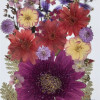 35 pcs Assorted Dried Pressed Flowers Gerbera jamesonii Mini Rose