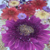 35 pcs Assorted Dried Pressed Flowers Gerbera jamesonii Mini Rose