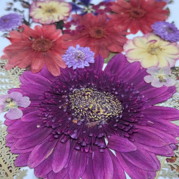 35 pcs Assorted Dried Pressed Flowers Gerbera jamesonii Mini Rose