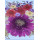 Gerbera-Based Mixes