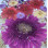 35 pcs Assorted Dried Pressed Flowers Gerbera jamesonii Mini Rose