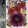 35 pcs Assorted Dried Pressed Flowers Gerbera jamesonii Mini Rose