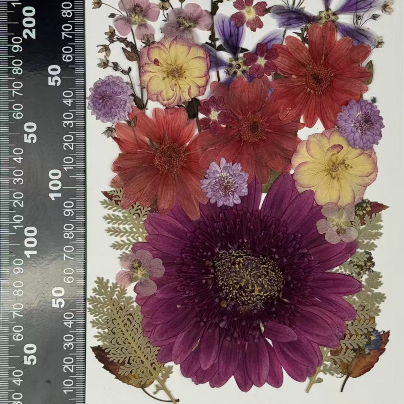 35 pcs Assorted Dried Pressed Flowers Gerbera jamesonii Mini Rose