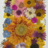 35 pcs Assorted Dried Pressed Flowers Gerbera jamesonii Sunflowers