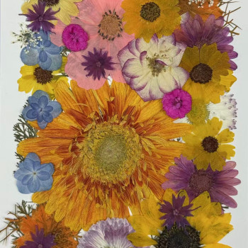 35 pcs Assorted Dried Pressed Flowers Gerbera jamesonii Sunflowers