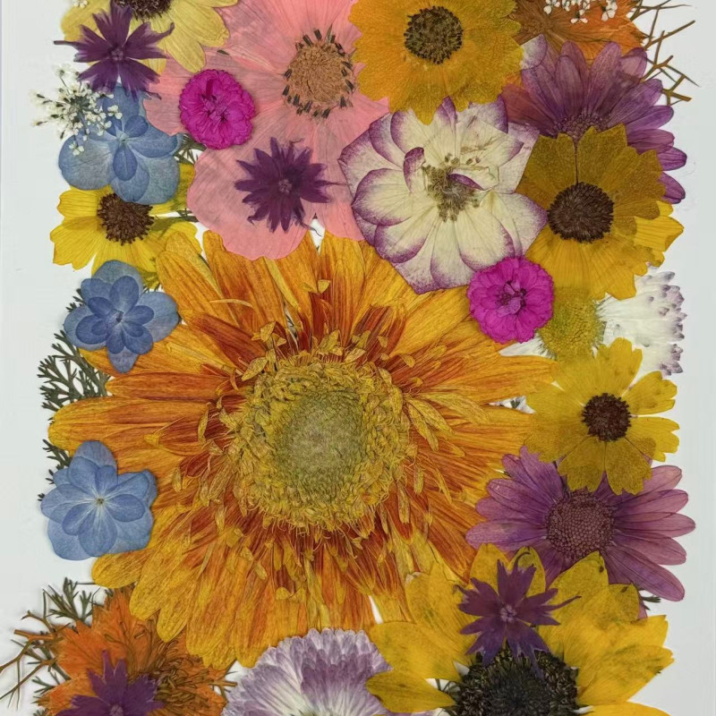 35 pcs Assorted Dried Pressed Flowers Gerbera jamesonii Sunflowers