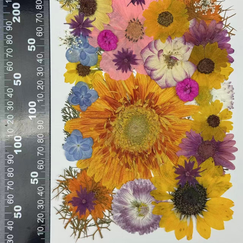 35 pcs Assorted Dried Pressed Flowers Gerbera jamesonii Sunflowers