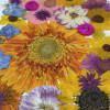 35 pcs Assorted Dried Pressed Flowers Gerbera jamesonii Sunflowers