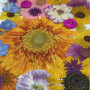 35 pcs Assorted Dried Pressed Flowers Gerbera jamesonii Sunflowers
